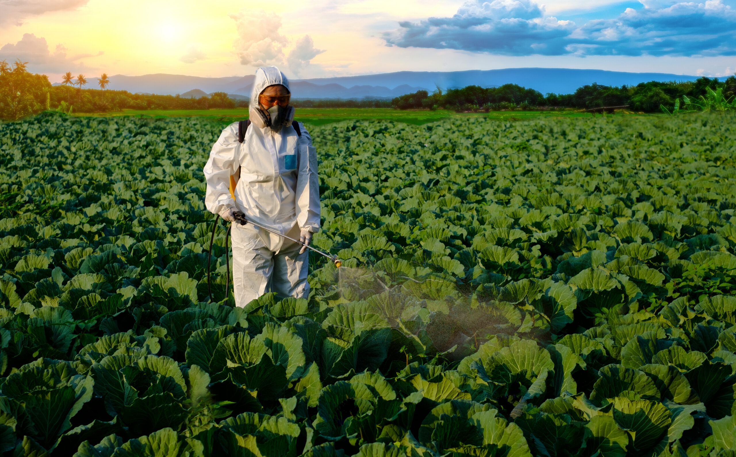Worker in full protective gear spraying crops in a field at sunset, demonstrating chemical safety in agriculture through proper use of PPE and controlled pesticide application.