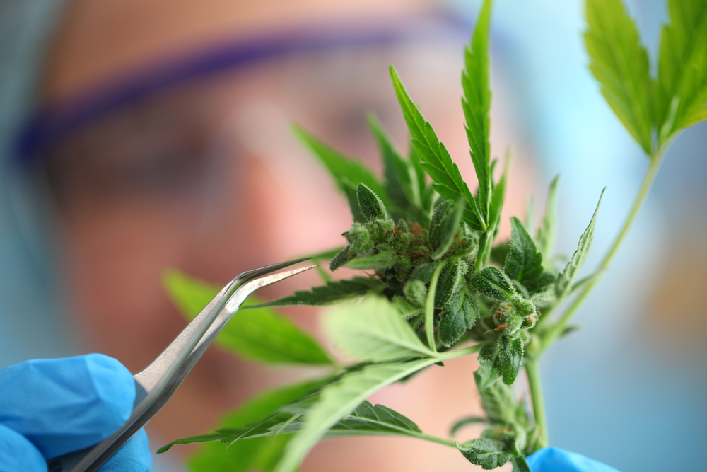 Laboratory,Medical,Cannabis,Test,Science