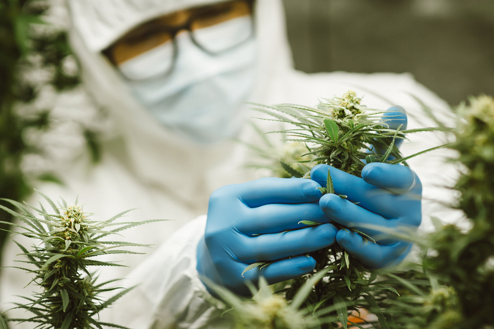 Researchers,Use,Hand,To,Hold,Or,Examine,Cannabis,Plants,In