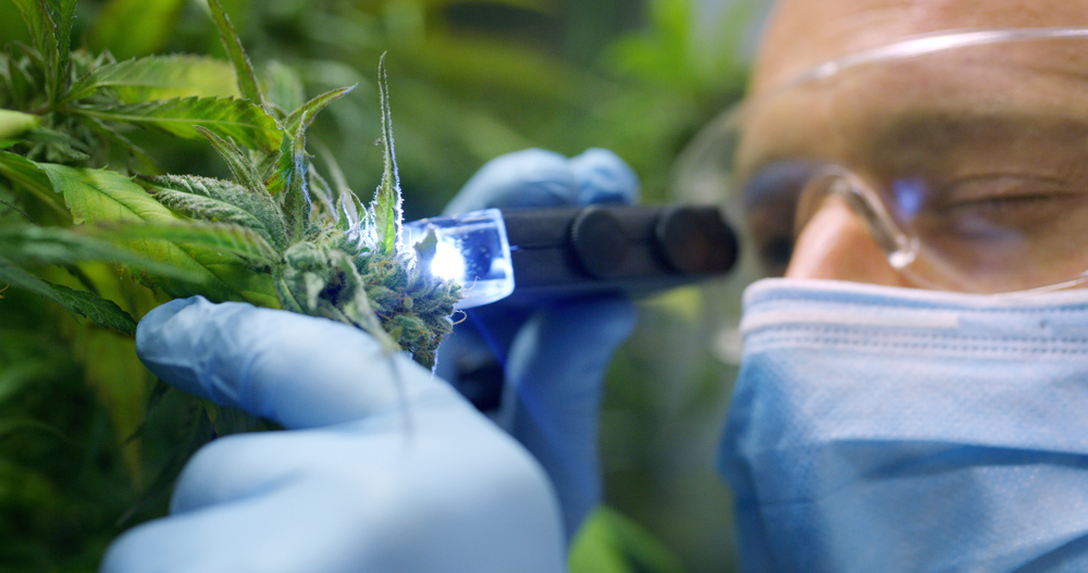 Portrait,Of,Scientist,With,Mask,,Glasses,And,Gloves,Checking,Hemp