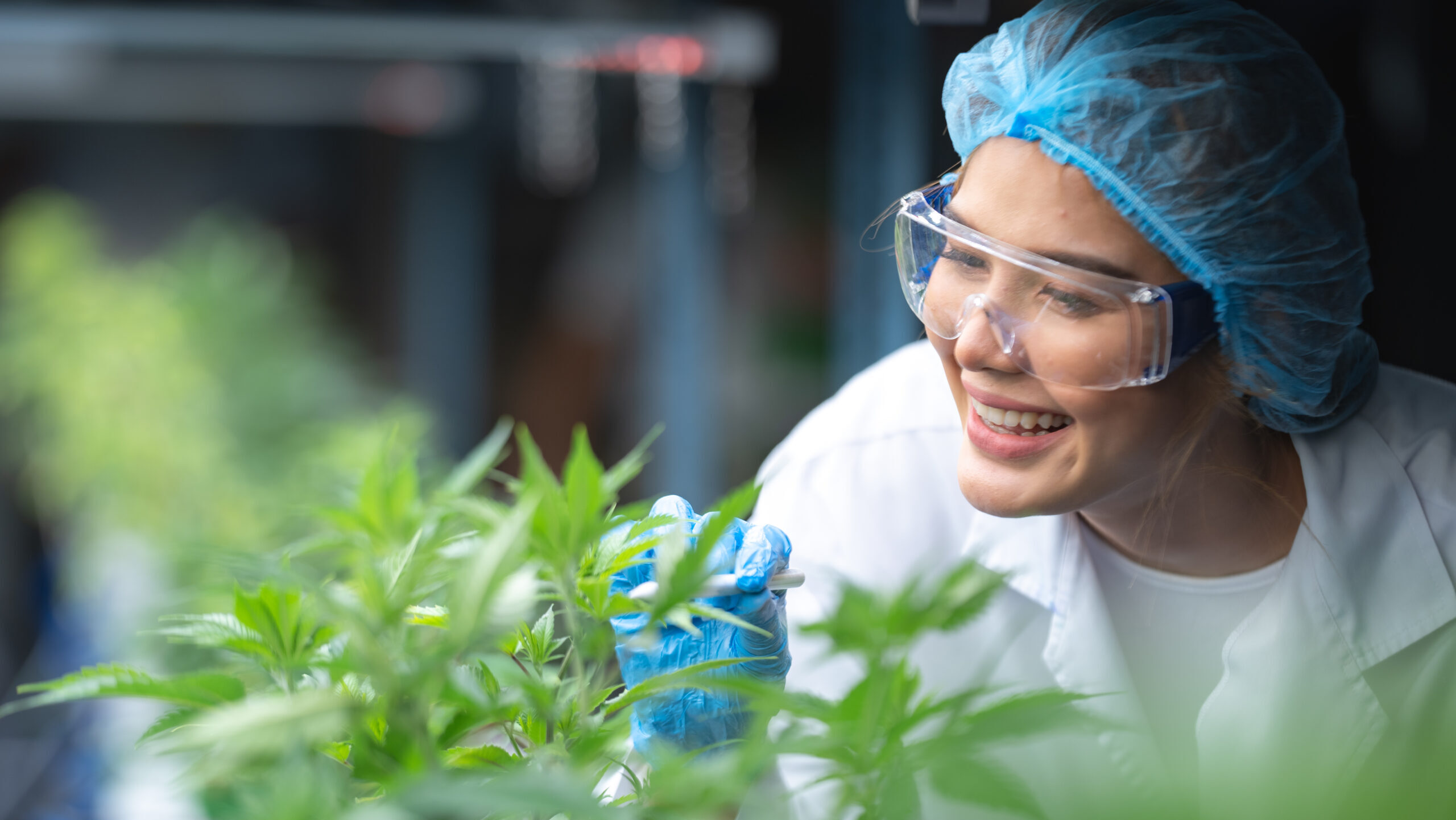 Smiling quality control technician in a lab coat, safety goggles, and hairnet inspects cannabis plants in a controlled grow facility. She holds a tool while examining leaves, representing cannabis manufacturing quality control practices focused on product consistency, plant health, and regulatory compliance.