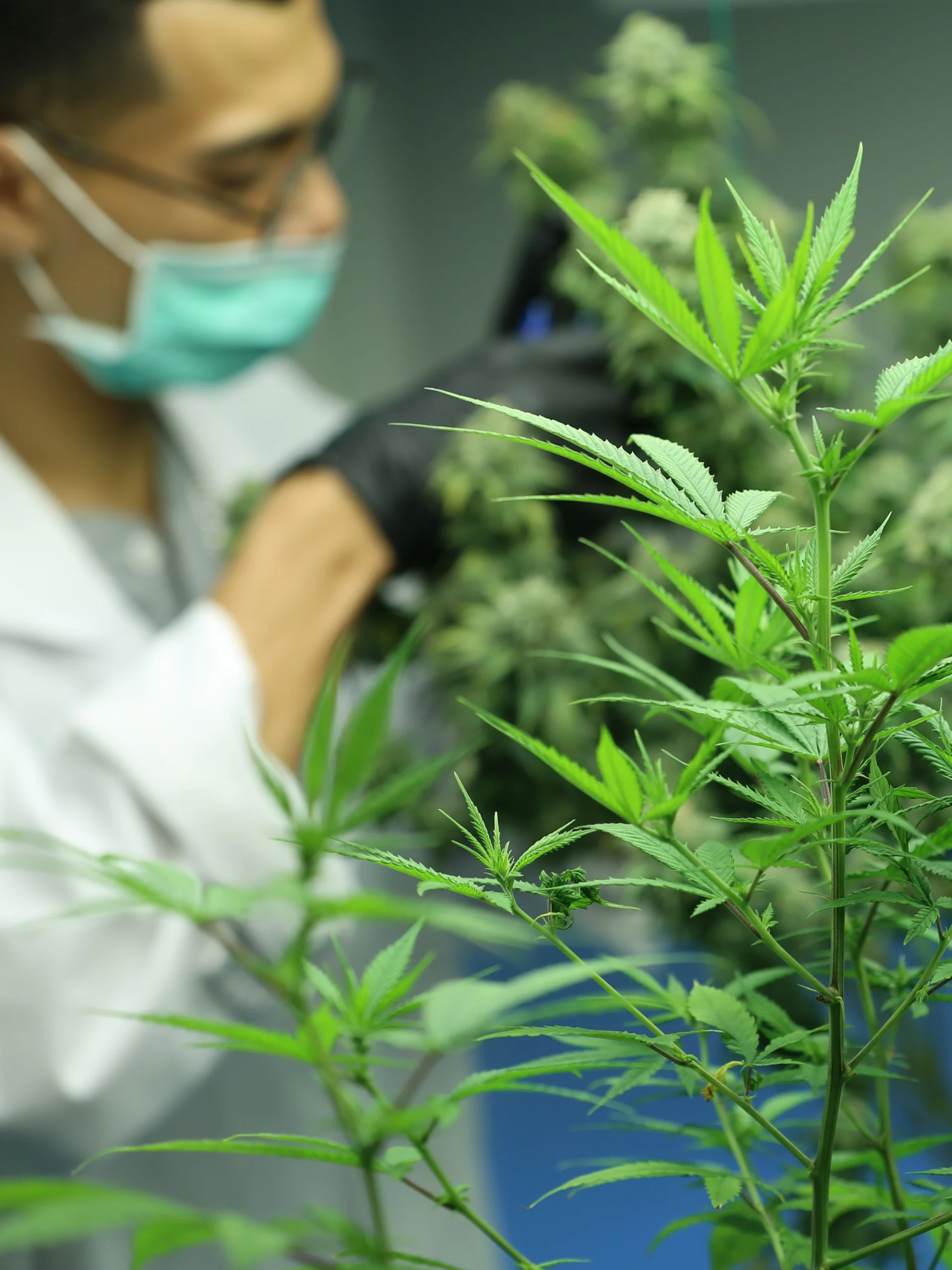 An agronomist wearing a lab coat and blue gloves inspecting a cannabis plant in a production facility.