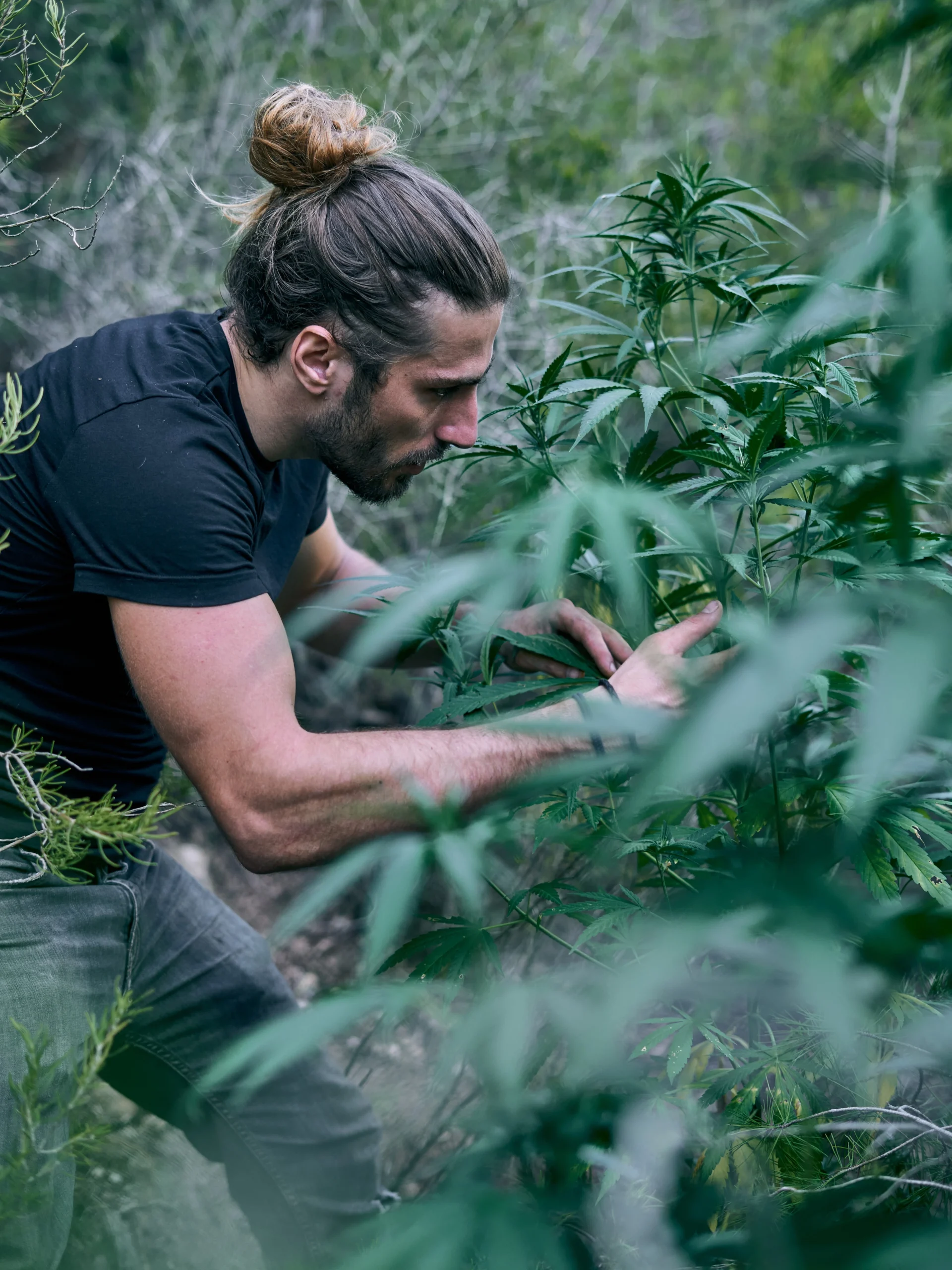 A male worker in jeans and a tshirt inspecting a cannabis plant in a field.